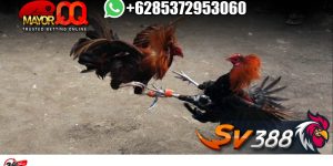 Jenis Taruhan Sabung Ayam Online Paling Populer