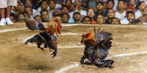 Sabung Ayam Online S128 Dan SV388 Outletoff Agen Judi Terpercaya