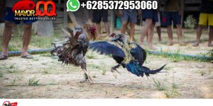 Situs Sv388 Live Sabung Ayam Pisau Terbaik - Ayam Pisau di Bali