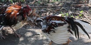 Ciri Ayam Bangkok Pukul Saraf Yang Dapat Menang Dalam Hitungan Detik