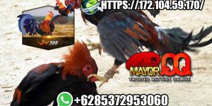 Situs Agen SV388 Sabung Ayam Online & Bandar Judi Adu Ayam Terpercaya