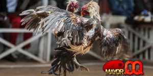 Cara Bermain Judi Sabung Ayam SV388 Online Dengan Mudah