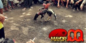 Enam Teknik Sabung Ayam SV388 Paling Umum di Dunia